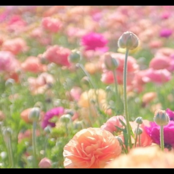 Meet your Posher - Picture 2 of 2